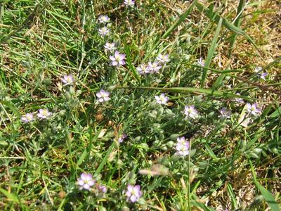 spergularia rubra