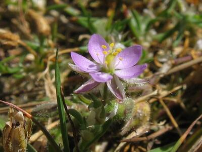 spergularia rubra bluete