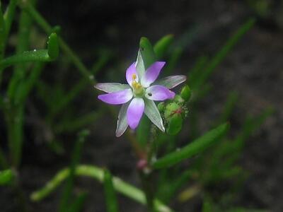 spergularia salina