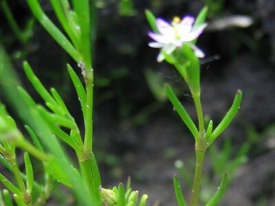 spergularia salina habitus