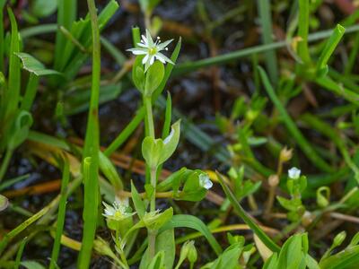 stellaria alsine