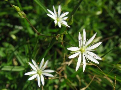 stellaria graminea