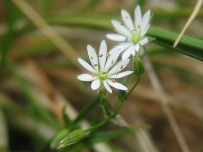 stellaria graminea detail