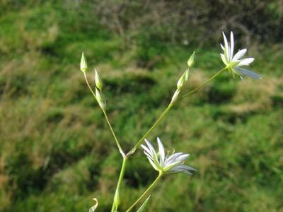 stellaria graminea habitus