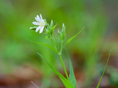 stellaria holostea