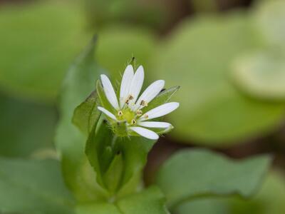 stellaria media detail