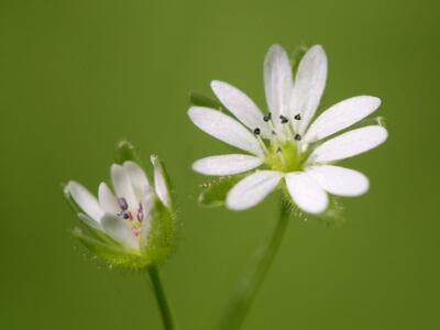 stellaria neglecta