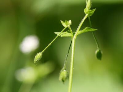 stellaria neglecta fruchtstand