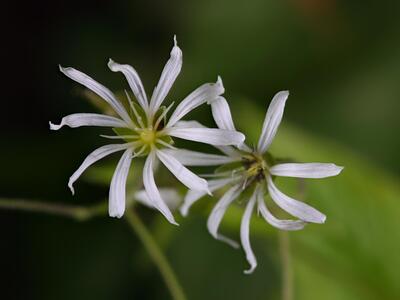 stellaria nemorum ssp montana detail