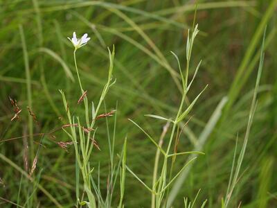 stellaria palustris