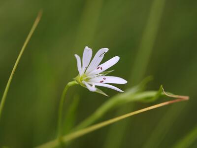 stellaria palustris detail