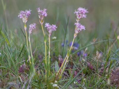 viscaria alpina var oelandica