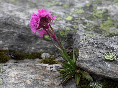 viscaria alpina var serpentinicola