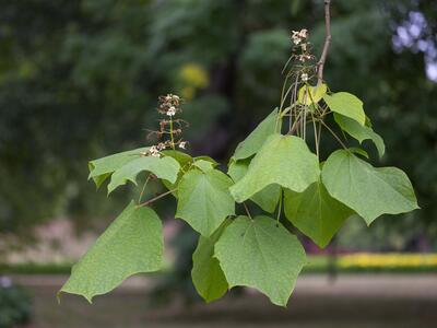 catalpa bignonioides