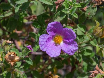 cistus parviflorus