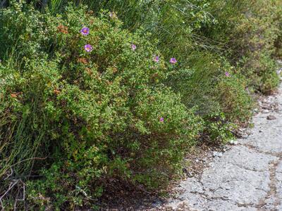 cistus parviflorus habitus