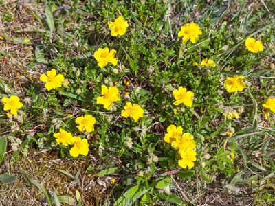 fumana procumbens