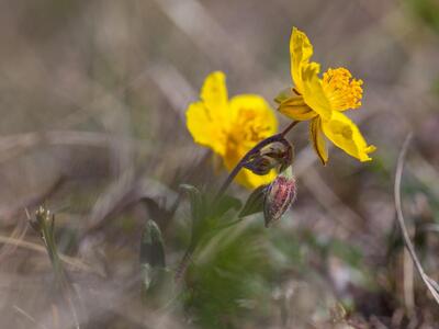 fumana procumbens detail