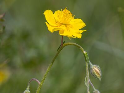 helianthemum alpestre