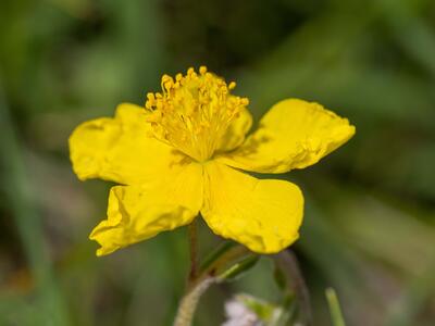 helianthemum alpestre detail