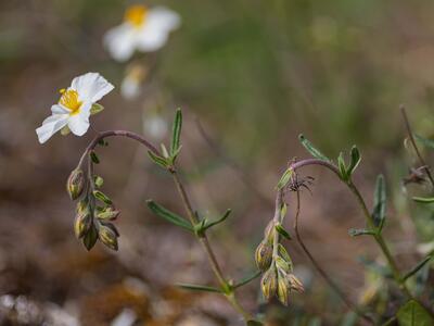 helianthemum apenninum