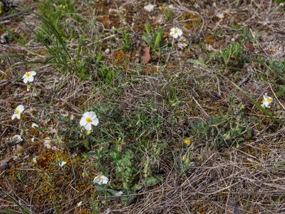 helianthemum apenninum habitus