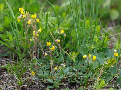 helianthemum canum