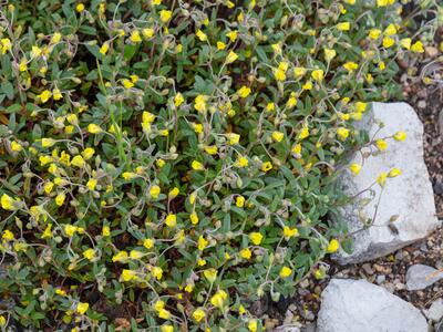 helianthemum lippii