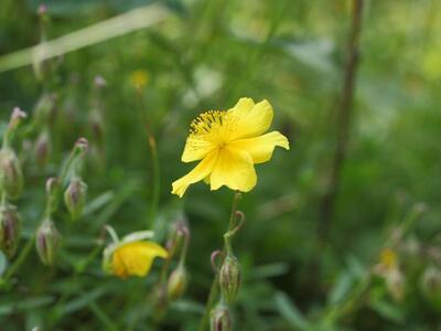 helianthemum nummularium ssp glabrum