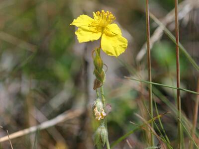 helianthemum nummularium ssp nummularium