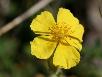 helianthemum nummularium ssp nummularium bluete