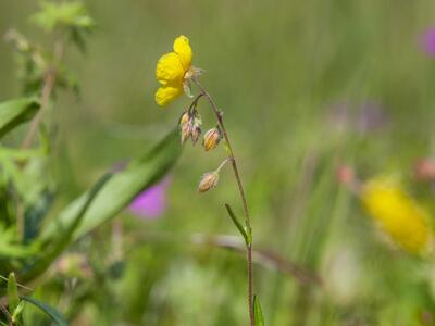 helianthemum nummularium ssp obscurum