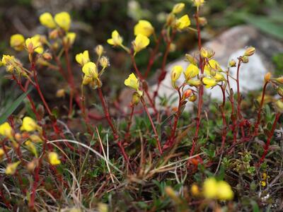 helianthemum oelandicum