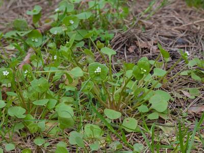 claytonia perfoliata