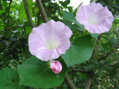 calystegia pulchra bluete