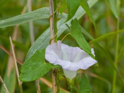 calystegia sepium ssp baltica