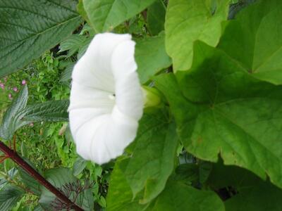 calystegia sepium ssp sepium