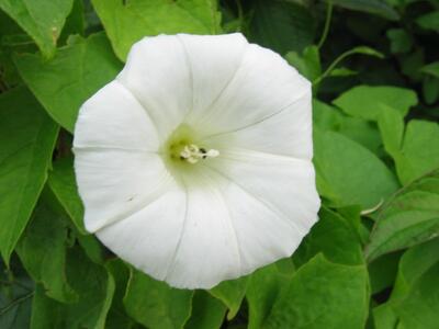 calystegia sepium ssp sepium bluete