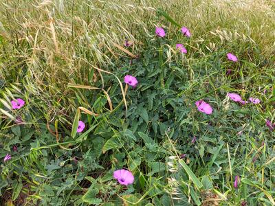 convolvulus althaeoides