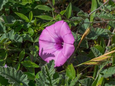 convolvulus althaeoides detail