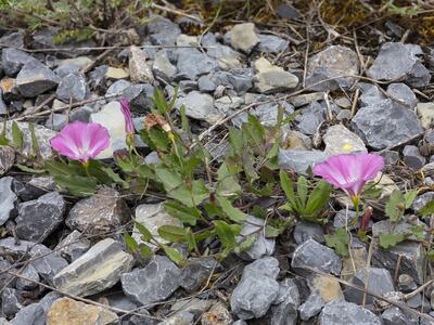 convolvulus arvensis