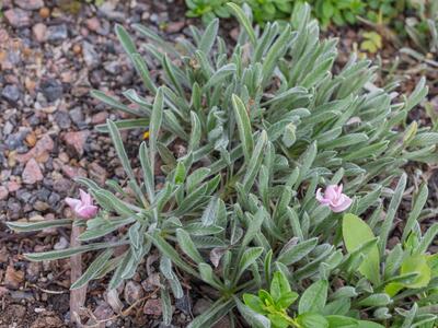 convolvulus lineatus