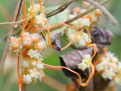 cuscuta campestris