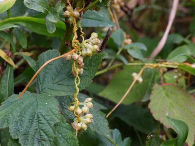 cuscuta campestris habitus