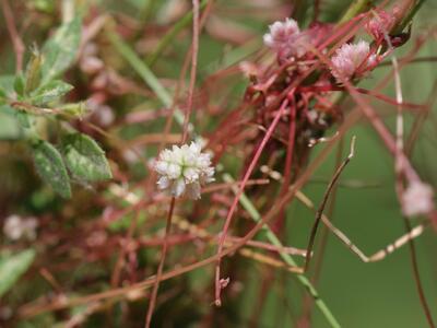 cuscuta epithymum