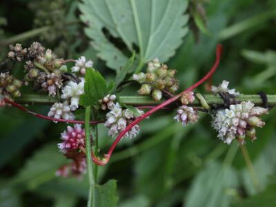 cuscuta europaea