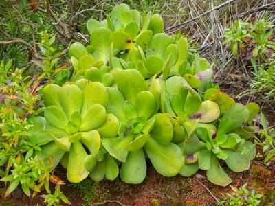 aeonium arboreum