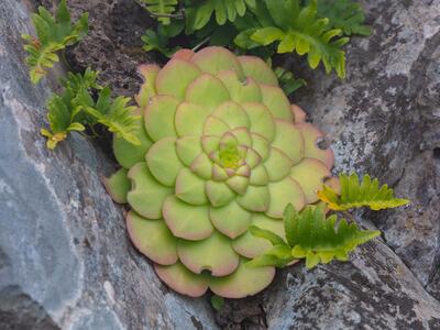 aeonium glandulosum