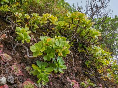 aeonium glutinosum