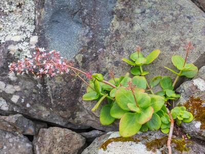 crassula multicava